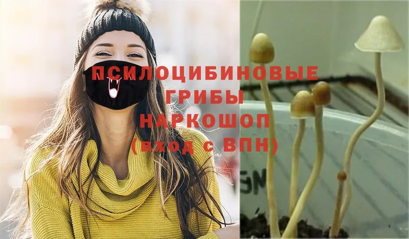 Псилоцибиновые грибы Magic Shrooms  MEGA   Абаза 